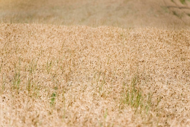 Campo de trigo de grano maduro en verano