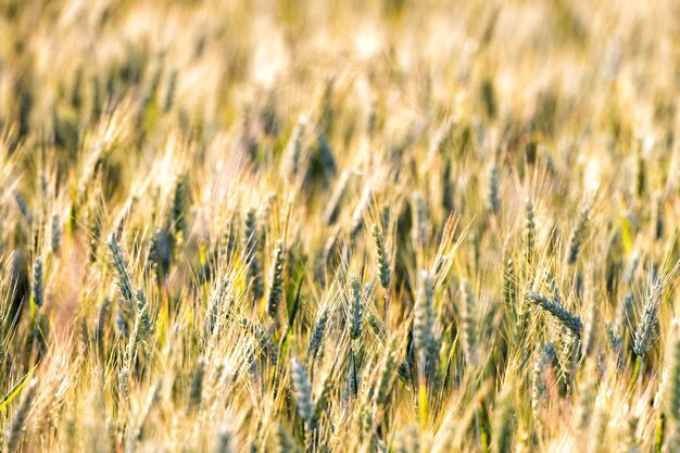 Campo de trigo de grano maduro