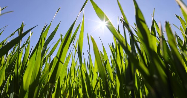 campo de trigo con hierba verde en tiempo soleado