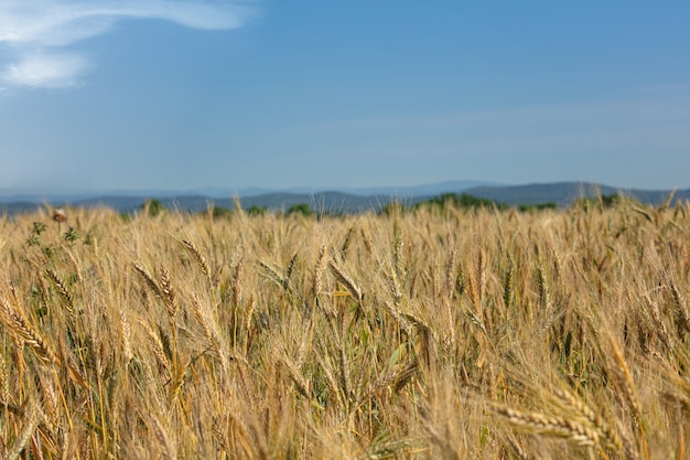 Campo de trigo con hierbas