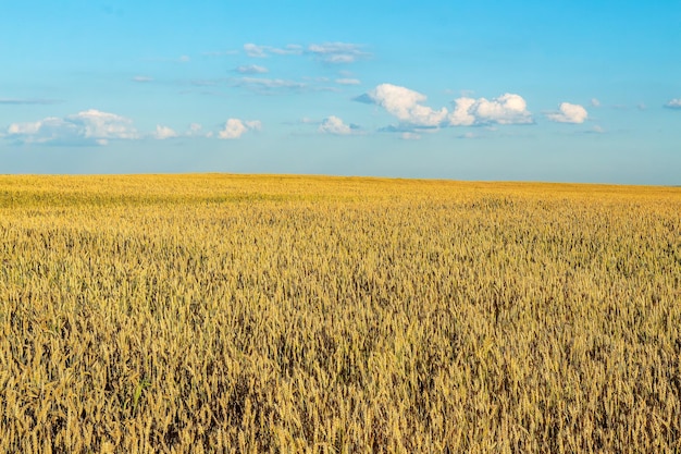 Un campo de trigo hasta el horizonte bajo un cielo azul Es tiempo de cosecha Colores brillantes