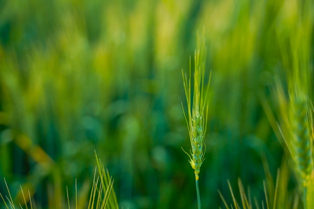 Campo de trigo en india