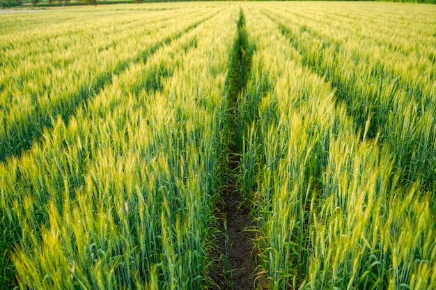 Campo de trigo en india