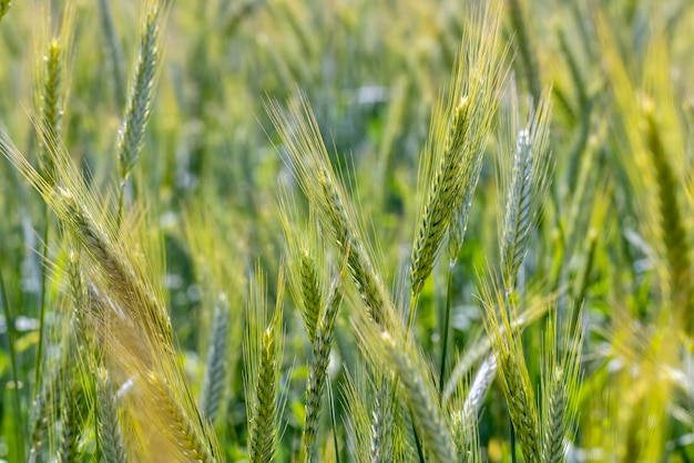 Un campo con trigo inmaduro en la temporada de verano.