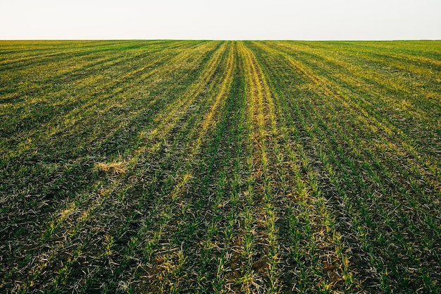 Campo de trigo de invierno después del invierno