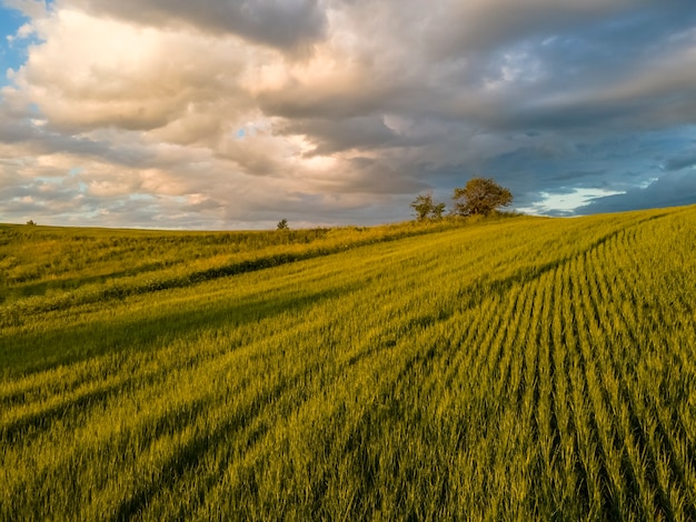 Un campo con trigo joven al atardecer con el telón de fondo de un cielo espectacular Increíble paisaje