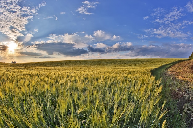 Campo de trigo jugoso en luz del sol