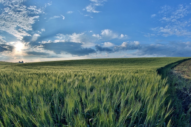 Campo de trigo jugoso a la luz del sol