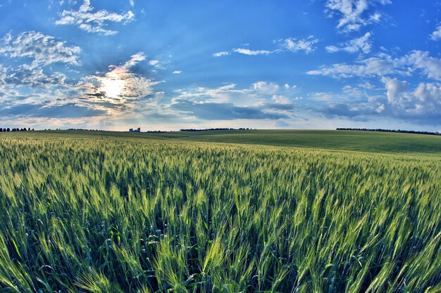 Campo de trigo jugoso a la luz del sol