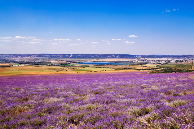 Campo de trigo y lavanda en Crimea.