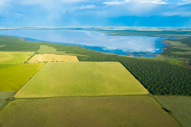 Campo de trigo listo para cosechar en la llanura pampeana La Pampa Argentina