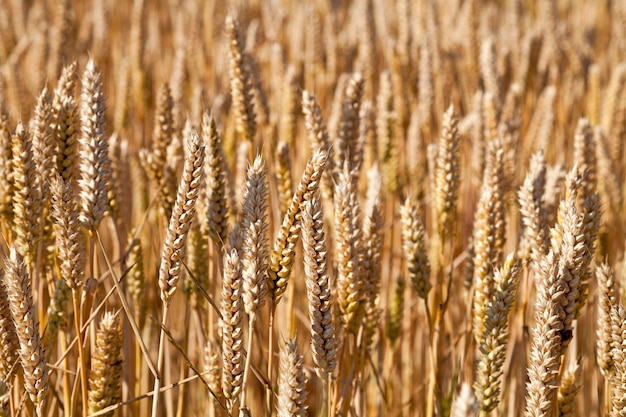 Campo de trigo listo para cosechar