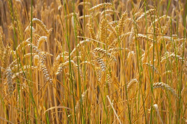 campo de trigo en la luz del atardecer