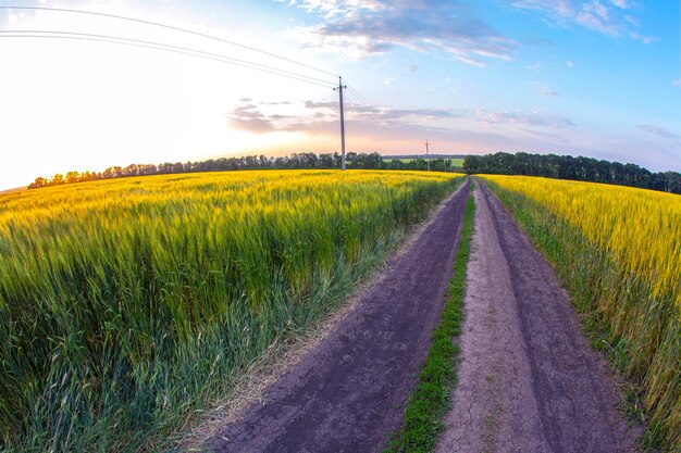 Campo de trigo a la luz del sol. naturaleza y paisaje