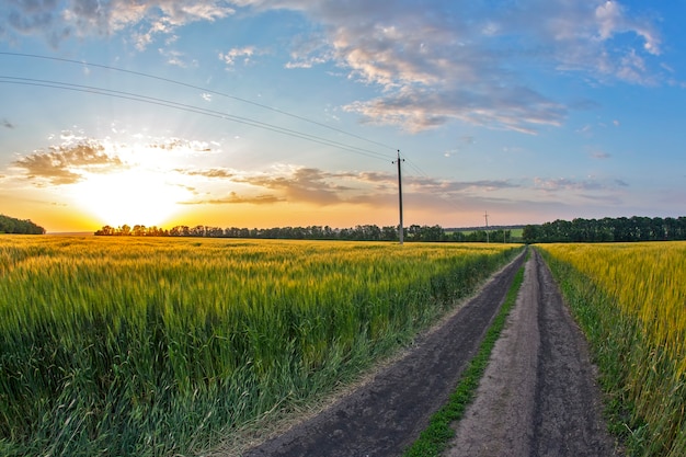 Campo de trigo a la luz del sol. Naturaleza y paisaje