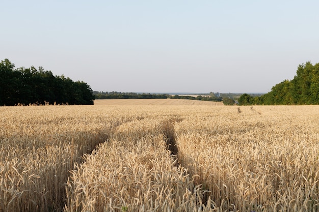 Un campo de trigo maduro al atardecer por la noche. agricultura