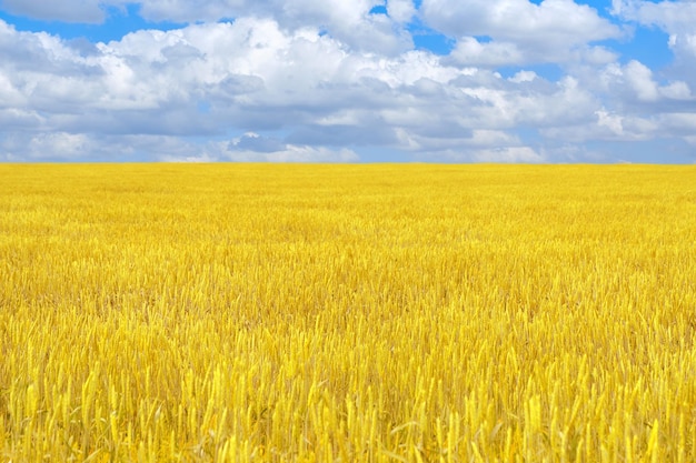 Campo con trigo maduro amarillo brillante contra el cielo azul