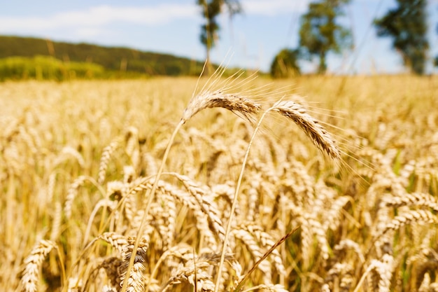 Campo de trigo maduro ascendente ucraniano
