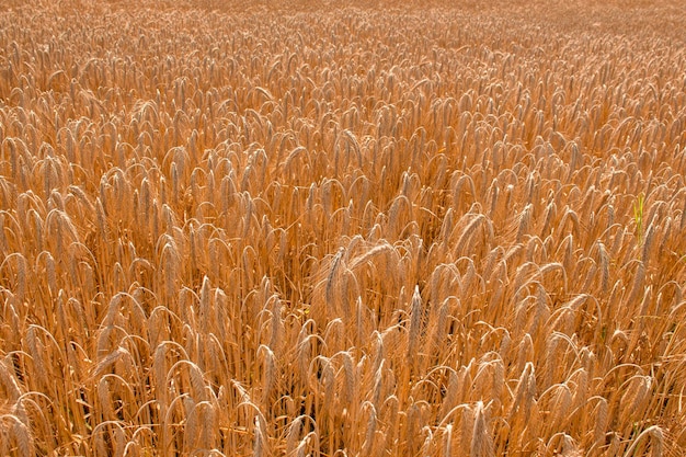 Campo de trigo maduro El concepto de cultivo ecológico de cereales.