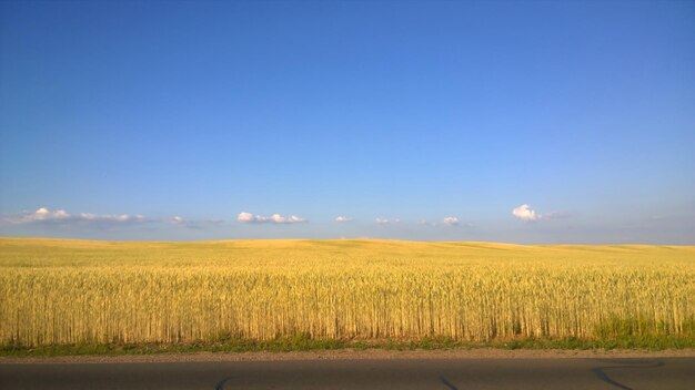 Campo de trigo maduro en un día soleado