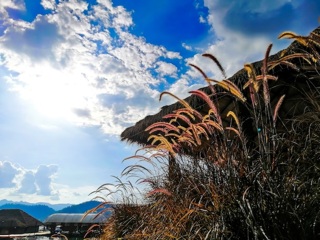 Campo de trigo maduro sobre un fondo de cielo nublado azul y cálida luz solar dorada