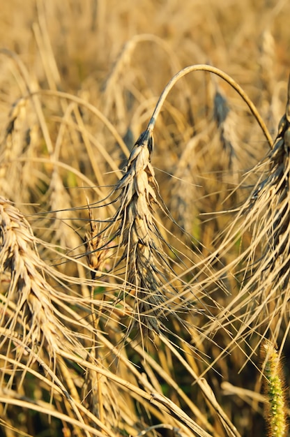 Campo con trigo maduro