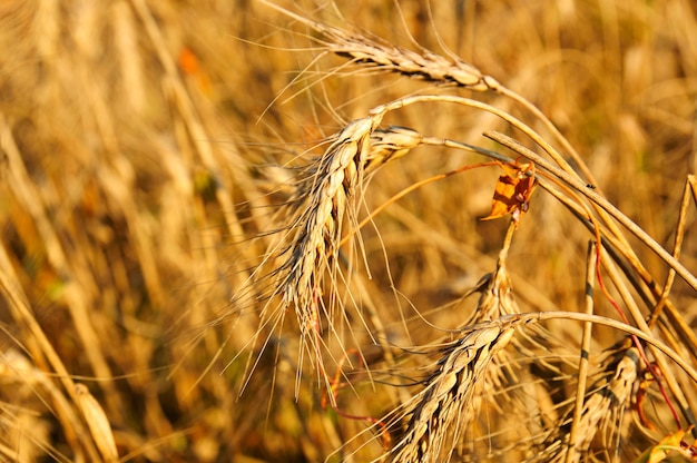 Campo con trigo maduro