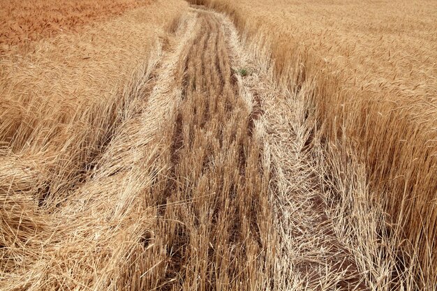 Campo de trigo maduro