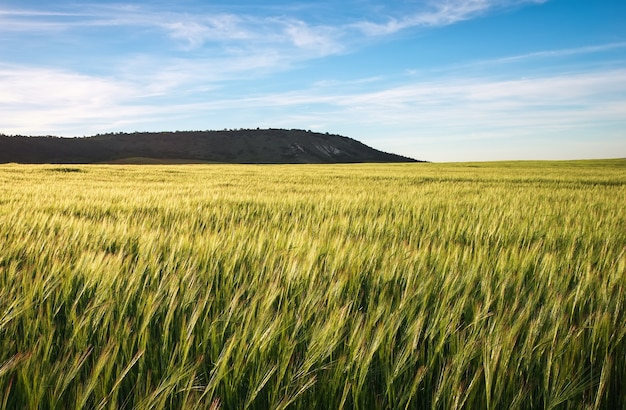 Campo de trigo por la mañana. Composición de la naturaleza