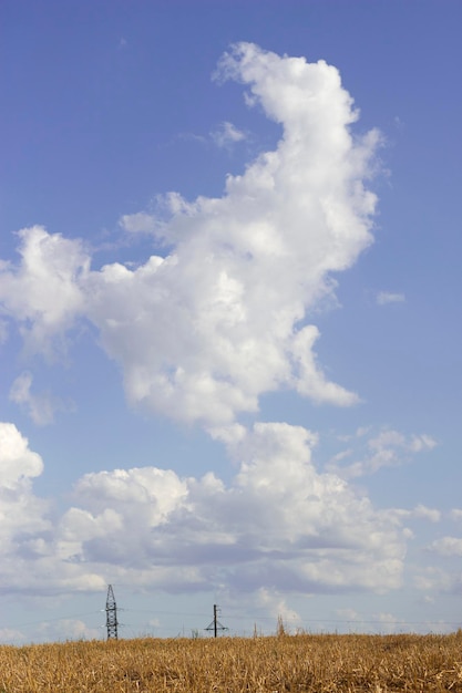 campo de trigo con nubes esponjosas de verano en el cielo