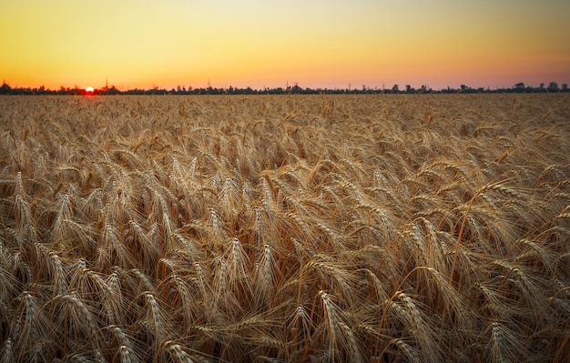 Foto campo de trigo. orejas de trigo dorado de cerca. hermosa naturaleza puesta de sol paisaje. paisaje rural bajo la brillante luz del sol. fondo de maduración espigas de campo de trigo del prado. concepto de cosecha rica