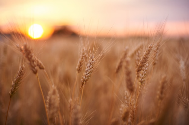 Campo de trigo. Orejas de trigo dorado de cerca. Hermoso paisaje al atardecer de la naturaleza. Paisaje rural bajo la brillante luz del sol.