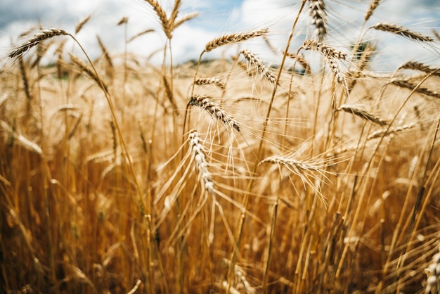 El campo de trigo Las orejas de trigo dorado de cerca