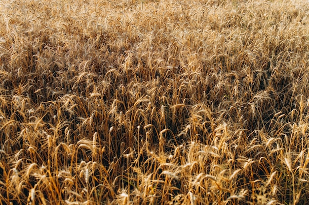 Campo de trigo Orejas de trigo dorado primer plano Concepto de cosecha