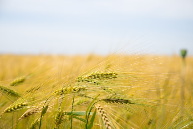 Campo de trigo. Orejas de trigo dorado.