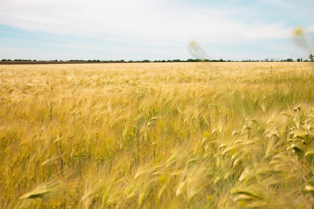 Campo de trigo. Orejas de trigo dorado.