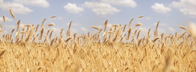 Campo de trigo de oro y cielo azul. campo de trigo, centeno, cereales Día soleado, pancarta con espacio para texto, antecedentes para publicaciones