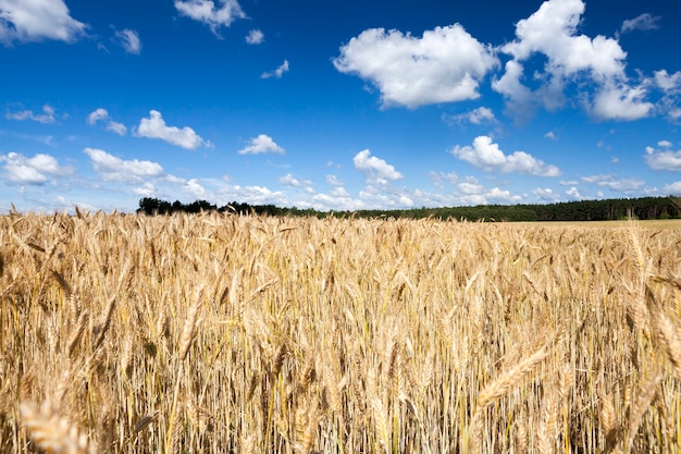 Campo de trigo de oro y cielo azul en verano. paisaje