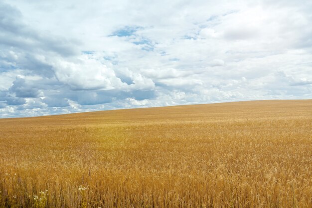 Campo con trigo y pilas contra el cielo azul con nubes en un día de verano