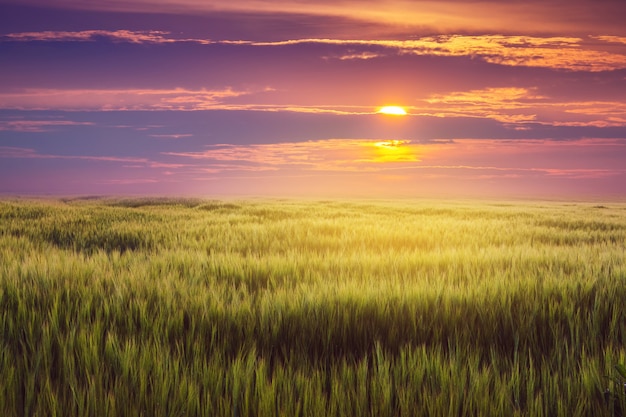 Campo de trigo y pintoresco cielo al atardecer. Paisaje rural