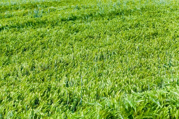 Campo de trigo con plantas verdes de trigo inmaduro.