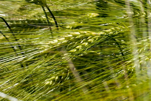 Campo de trigo con plantas verdes de trigo inmaduro.