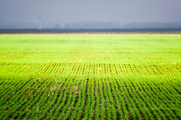 Foto campo de trigo de primavera invierno