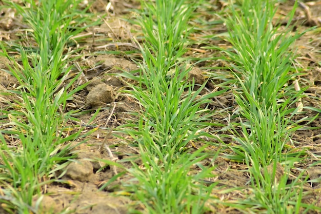 Campo de trigo de primavera invierno