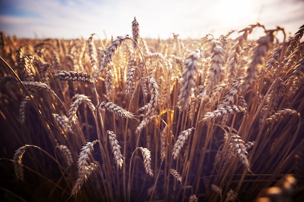 Campo de trigo, primer plano. Espigas maduras de trigo crecen en la naturaleza.