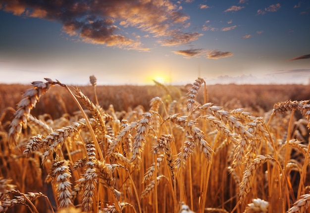Campo de trigo, primer plano. Espigas maduras de trigo crecen en la naturaleza.