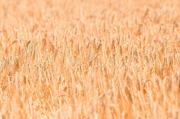 Campo de trigo. Primer plano de trigo de oro. Paisaje rural bajo la brillante luz del sol.