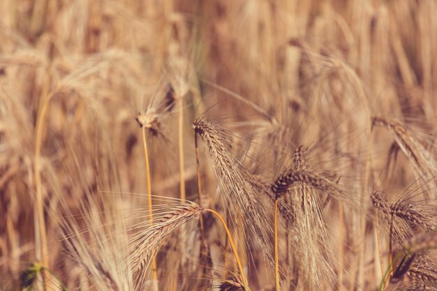 Campo de trigo, primer plano