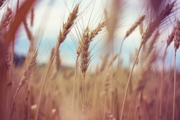 Campo de trigo, primer plano