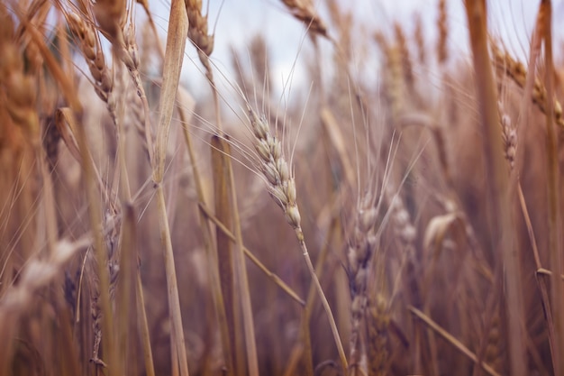 Campo de trigo, primer plano